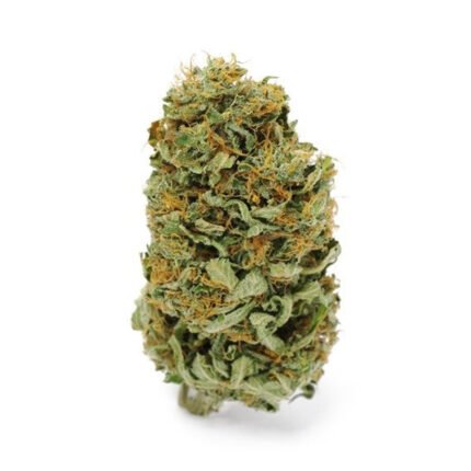 Acquista Amnesia Haze