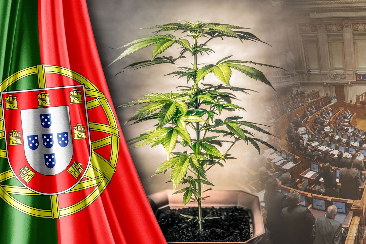 Portugal cannabis decriminalization benefits